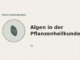 Algen in der Pflanzenheilkunde – Heilpflanzen-Medaillon