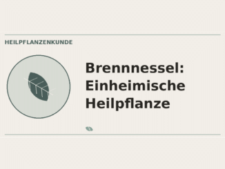 Brennnessel: Einheimische Heilpflanze – Heilpflanzen-Medaillon