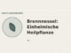 Brennnessel: Einheimische Heilpflanze – Heilpflanzen-Medaillon