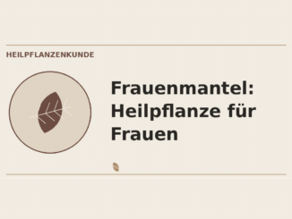 Frauenmantel Heilpflanze für Frauen – Heilpflanzen-Medaillon