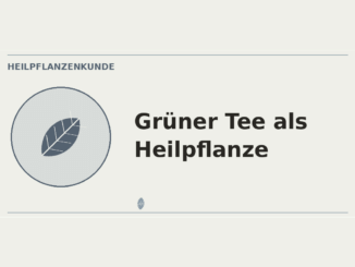 Grüner Tee als Heilpflanze – Heilpflanzen-Medaillon