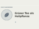 Grüner Tee als Heilpflanze – Heilpflanzen-Medaillon