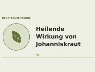 Heilende Wirkung von Johanniskraut – Heilpflanzen-Medaillon