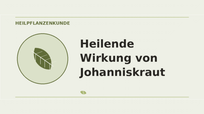 Heilende Wirkung von Johanniskraut – Heilpflanzen-Medaillon