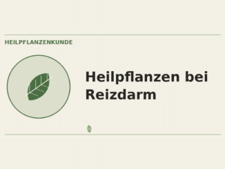 Heilpflanzen bei Reizdarm – Heilpflanzen-Medaillon