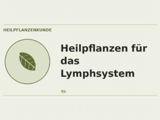 Heilpflanzen für das Lymphsystem – Heilpflanzen-Medaillon