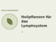 Heilpflanzen für das Lymphsystem – Heilpflanzen-Medaillon