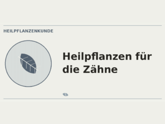 Heilpflanzen für die Zähne – Heilpflanzen-Medaillon