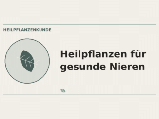 Heilpflanzen für gesunde Nieren – Heilpflanzen-Medaillon