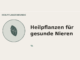 Heilpflanzen für gesunde Nieren – Heilpflanzen-Medaillon