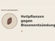 Heilpflanzen gegen Blasenentzündungen – Heilpflanzen-Medaillon