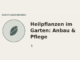 Heilpflanzen im Garten Anbau und Pflege – Heilpflanzen-Medaillon