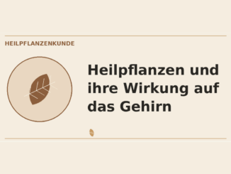 Heilpflanzen Wirkung auf das Gehirn – Heilpflanzen-Medaillon