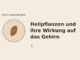 Heilpflanzen Wirkung auf das Gehirn – Heilpflanzen-Medaillon