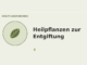 Heilpflanzen zur Entgiftung – Heilpflanzen-Medaillon