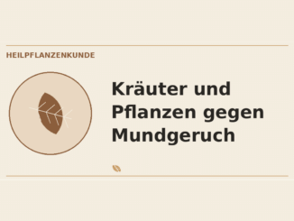 Kräuter und Pflanzen gegen Mundgeruch – Heilpflanzen-Medaillon