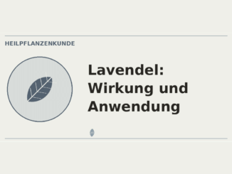 Lavendel Wirkung und Anwendung – Heilpflanzen-Medaillon