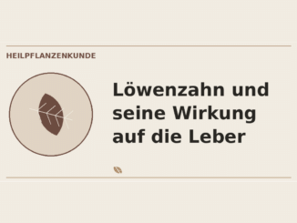 Löwenzahn Wirkung auf die Leber – Heilpflanzen-Medaillon