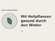 Mit Heilpflanzen gesund durch den Winter – Heilpflanzen-Medaillon