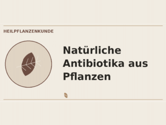 Natürliche Antibiotika aus Pflanzen – Heilpflanzen-Medaillon