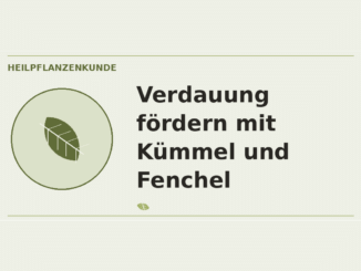 Verdauung fördern mit Kümmel und Fenchel – Heilpflanzen-Medaillon