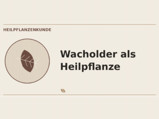 Wacholder als Heilpflanze – Heilpflanzen-Medaillon