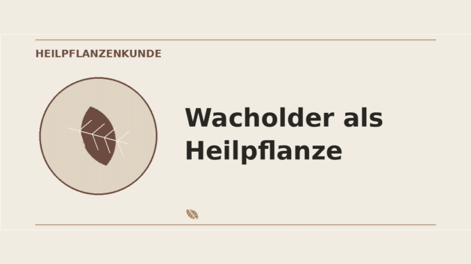 Wacholder als Heilpflanze – Heilpflanzen-Medaillon