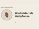 Wacholder als Heilpflanze – Heilpflanzen-Medaillon