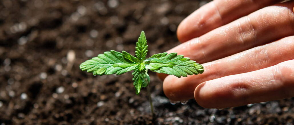 Cannabis Setzlinge Cannabis Setzlinge