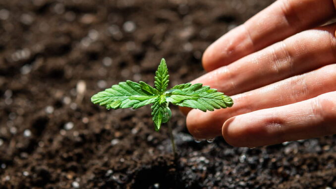 Cannabis Setzlinge