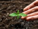 Cannabis Setzlinge