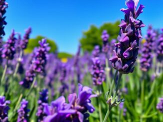 Lavendel