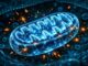 Mitohormesis: Warum ein kleines bisschen Zellstress deine Mitochondrien unzerstörbar macht
