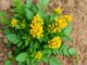 Rhodiola rosea (Rosenwurz)