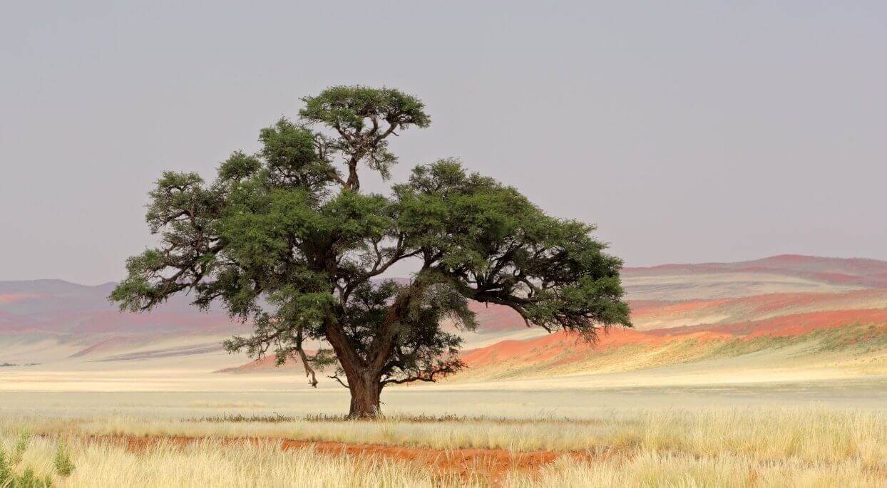 Der Baum des Lebens