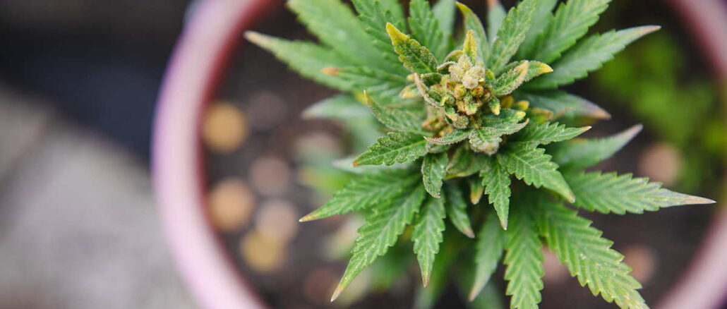 CBD im eigenen Garten CBD im eigenen Garten