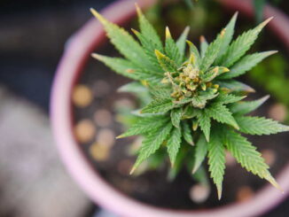 CBD im eigenen Garten