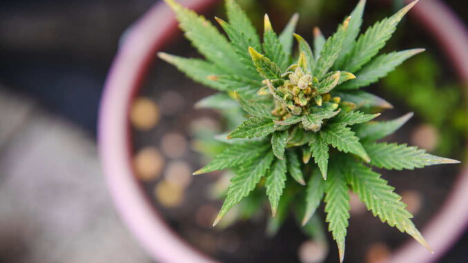 CBD im eigenen Garten
