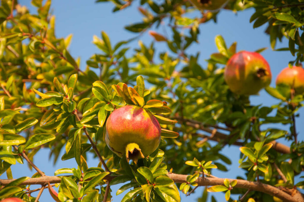 Reife Granatäpfel hängen an einem Baum mit grünen Blättern vor einem blauen Himmel.