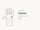Ehelinie: Bedeutung und Deutung in der Chiromantie – Handdiagramm