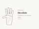 Herzlinie: Bedeutung und Deutung in der Chiromantie – Handdiagramm