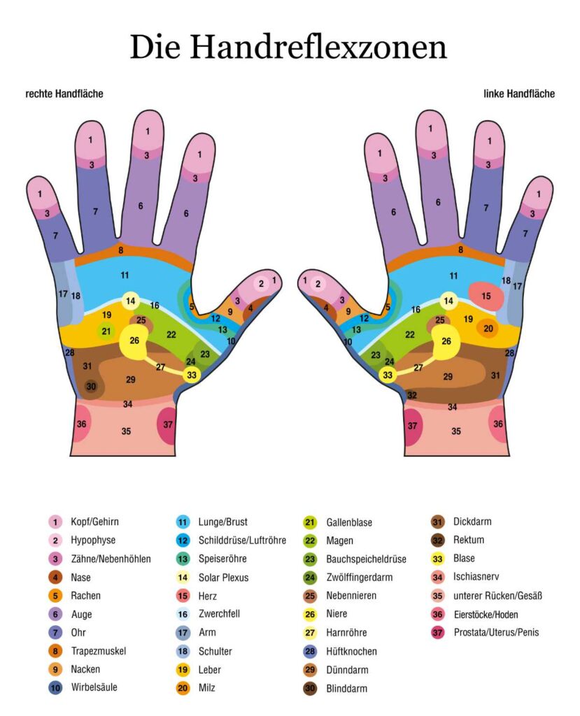 Das Bild zeigt eine farbige grafische Darstellung der Handreflexzonen beider Hände mit nummerierten Bereichen und deren entsprechenden Körperorganen.