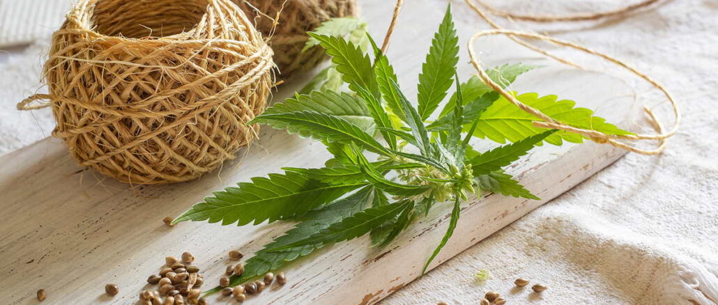 CBD im Alltag: Wie Hanfprodukte zur Entspannung beitragen können