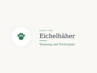 Krafttier Eichelhäher: Bedeutung und Botschaft