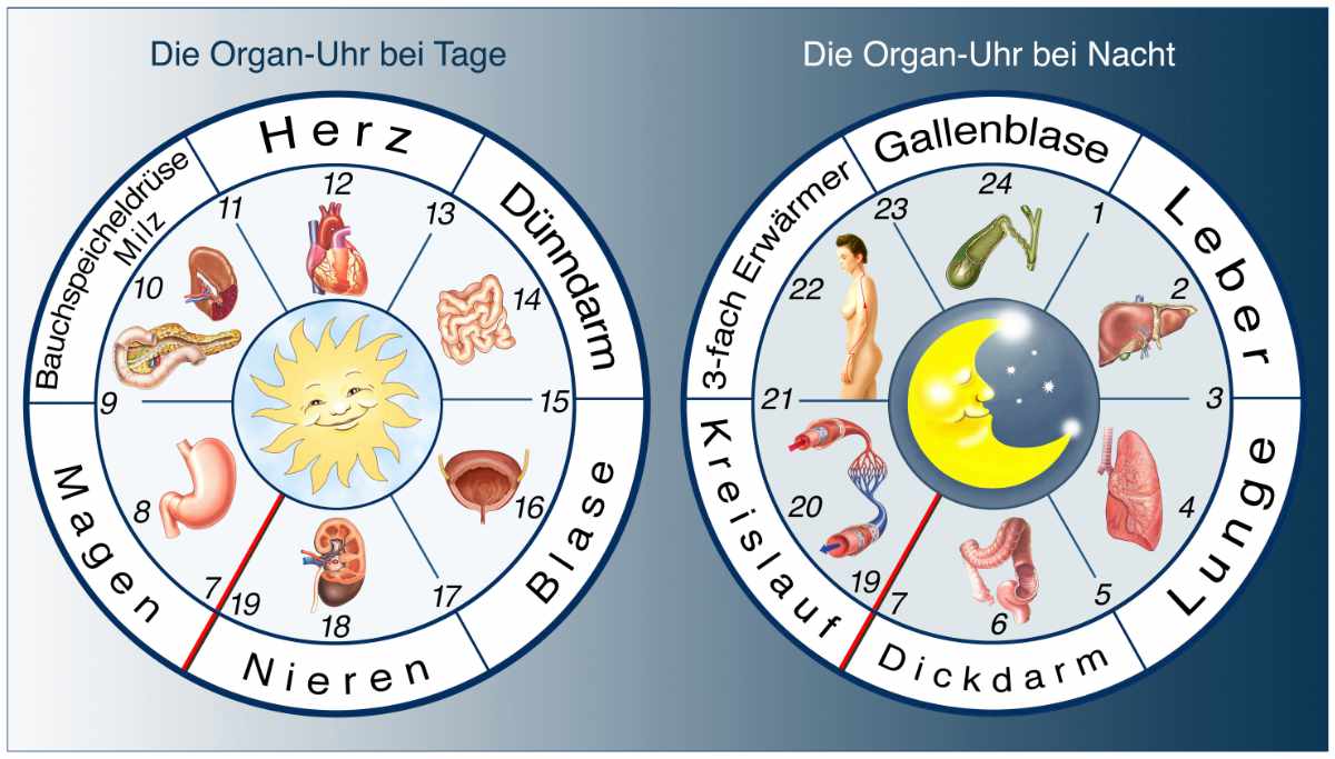 Die Chinesische Organuhr Nach TCM Rhythmen Der Traditionellen Medizin Die Chinesische Organuhr Nach TCM Rhythmen Der Traditionellen Medizin